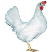 Slepička Dominant Leghorn D229